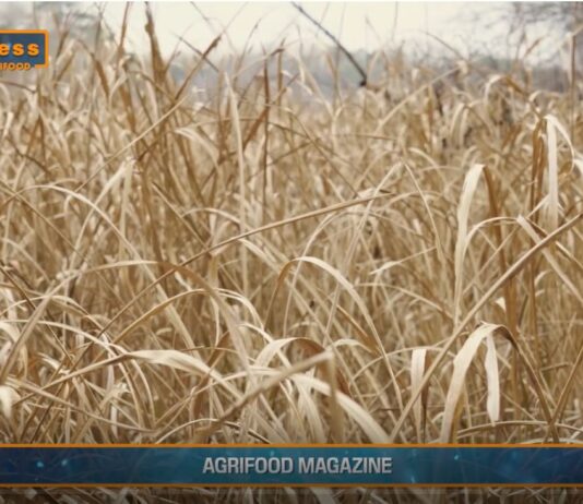 TG AGRIFOOD del 28 MAGGIO 2025 — La crisi climatica colpisce i raccolti globali di grano … (video)