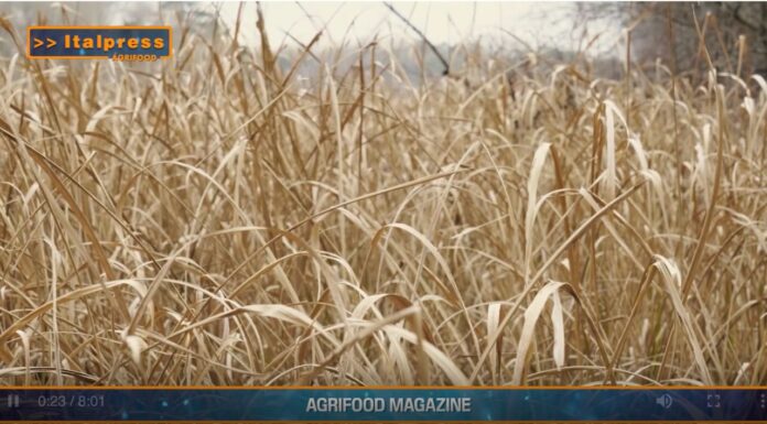 TG AGRIFOOD del 28 MAGGIO 2025 — La crisi climatica colpisce i raccolti globali di grano … (video)