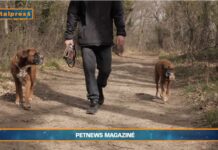Padroni e cani come genitori e figli (video)