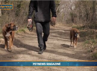 Padroni e cani come genitori e figli (video)