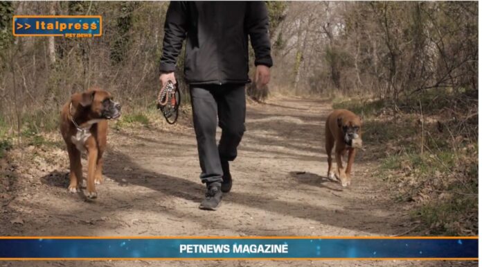 Padroni e cani come genitori e figli (video)