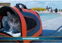 PetNews Magazine. – Viaggi in aereo, diventa più facile portare gli animali in cabina (video)