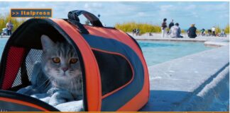 PetNews Magazine. – Viaggi in aereo, diventa più facile portare gli animali in cabina (video)