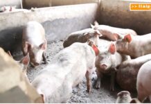 TG News – Agricoltura, nuovi finanziamenti per l’innovazione (video)