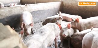 TG News – Agricoltura, nuovi finanziamenti per l’innovazione (video)