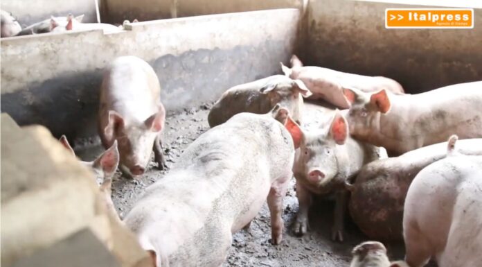 TG News – Agricoltura, nuovi finanziamenti per l’innovazione (video)