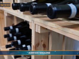 “Tg Agrifood Magazine” Il vino traina l’export degli alcolici europei