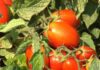 Campagna pomodoro da industria 2025:iniziata la raccolta e trasformazione nel Nord Italia