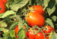 Campagna pomodoro da industria 2025:iniziata la raccolta e trasformazione nel Nord Italia
