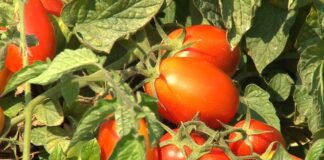 Campagna pomodoro da industria 2025:iniziata la raccolta e trasformazione nel Nord Italia