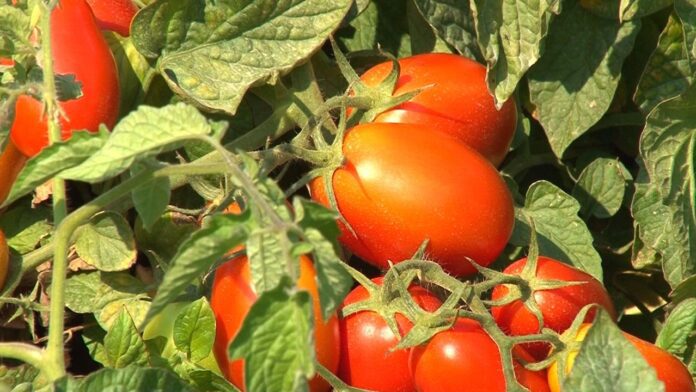 05_TOMATO_DETAIL3