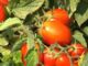 Campagna pomodoro da industria 2025:iniziata la raccolta e trasformazione nel Nord Italia