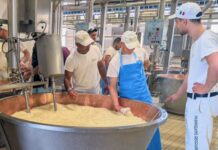 Il Consorzio Del Parmigiano Reggiano investe nei giovani e nella formazione: pubblicato il bando per quattro borse di studio dedicate alla filiera