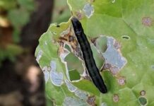 Barbabietola da zucchero, il clima rovente causa attacchi di insetti che mettono a rischio le coltivazioni