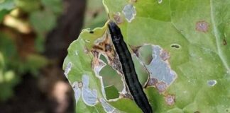 Barbabietola da zucchero, il clima rovente causa attacchi di insetti che mettono a rischio le coltivazioni