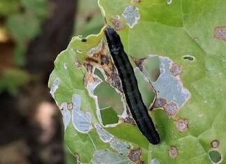 Barbabietola da zucchero, il clima rovente causa attacchi di insetti che mettono a rischio le coltivazioni