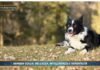 Pet News. Border Collie: bellezza, intelligenza e versatilità (video)