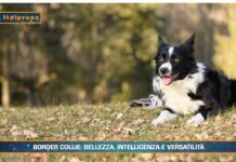 Pet News. Border Collie: bellezza, intelligenza e versatilità (video)