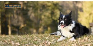 Pet News. Border Collie: bellezza, intelligenza e versatilità (video)