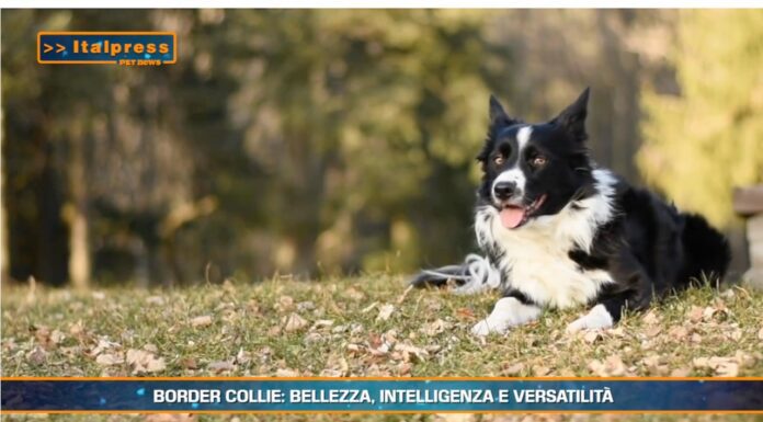 Pet News. Border Collie: bellezza, intelligenza e versatilità (video)