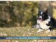 Pet News. Border Collie: bellezza, intelligenza e versatilità (video)