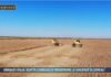 TG Agrifood – Granaio Italia, scatta l’obbligo di registrare le giacenze di cereali (Video)