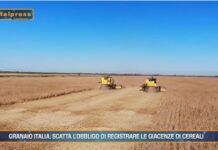 TG Agrifood – Granaio Italia, scatta l’obbligo di registrare le giacenze di cereali (Video)
