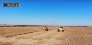 TG Agrifood – Granaio Italia, scatta l’obbligo di registrare le giacenze di cereali (Video)