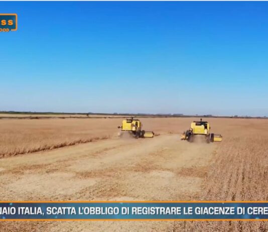 TG Agrifood – Granaio Italia, scatta l’obbligo di registrare le giacenze di cereali (Video)