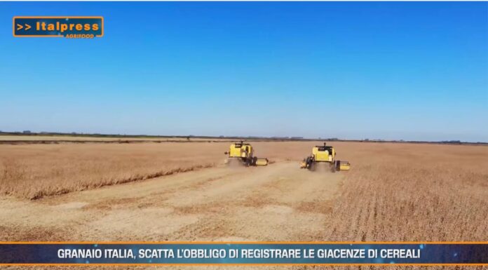TG Agrifood – Granaio Italia, scatta l’obbligo di registrare le giacenze di cereali (Video)