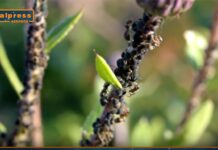 TG Agrifood – Agricoltura, soluzioni innovative contro gli insetti alieni (Video)