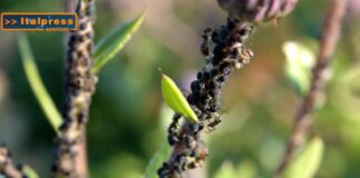 TG Agrifood – Agricoltura, soluzioni innovative contro gli insetti alieni (Video)