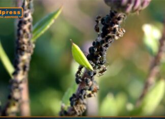 TG Agrifood – Agricoltura, soluzioni innovative contro gli insetti alieni (Video)