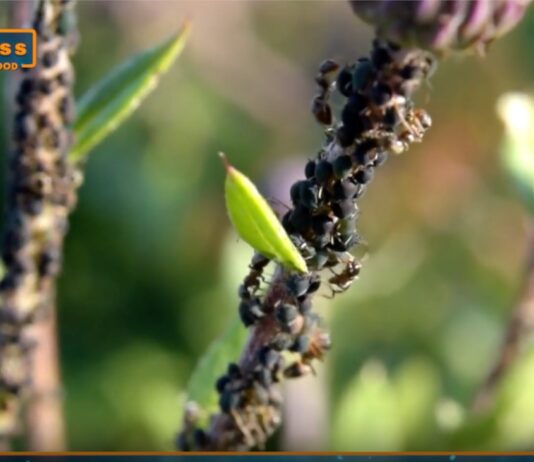TG Agrifood – Agricoltura, soluzioni innovative contro gli insetti alieni (Video)