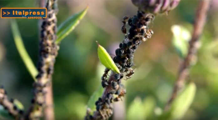 TG Agrifood – Agricoltura, soluzioni innovative contro gli insetti alieni (Video)