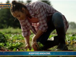 TG Agrifood – “Agricoltura sotto attacco”. (Video)