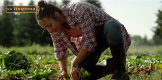 TG Agrifood – “Agricoltura sotto attacco”. (Video)