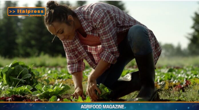 TG Agrifood – “Agricoltura sotto attacco”. (Video)
