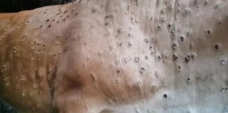 Dermatite Nodulare Bovina in Sardegna: tra focolai, vaccini e abbattimenti. Ma siamo davvero sicuri di quello che sta accadendo?