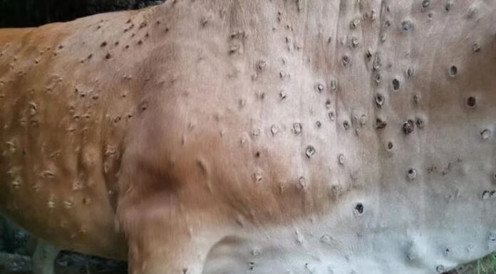 Dermatite Nodulare Bovina in Sardegna: tra focolai, vaccini e abbattimenti. Ma siamo davvero sicuri di quello che sta accadendo?