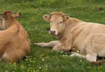 Dermatite Bovina Nodulare, il Tar ferma l’abbattimento: la Regione ora faccia i conti con i suoi errori