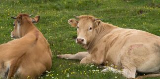 Dermatite Bovina Nodulare, il Tar ferma l’abbattimento: la Regione ora faccia i conti con i suoi errori