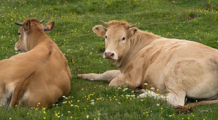 Dermatite Bovina Nodulare, il Tar ferma l’abbattimento: la Regione ora faccia i conti con i suoi errori