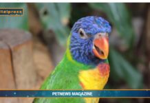 Pet News. La comunicazione negli animali sociali è essenziale (video)