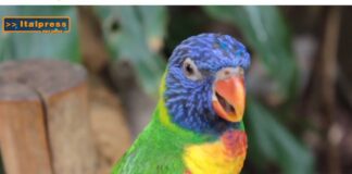 Pet News. La comunicazione negli animali sociali è essenziale (video)