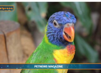 Pet News. La comunicazione negli animali sociali è essenziale (video)