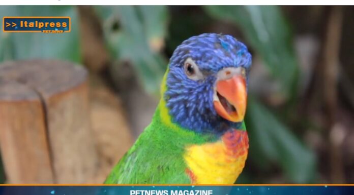 Pet News. La comunicazione negli animali sociali è essenziale (video)