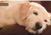 Pet News. Nuova campagna per adottare un cane anziano (video)