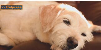 Pet News. Nuova campagna per adottare un cane anziano (video)