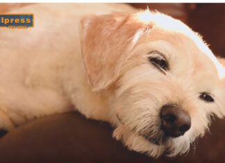 Pet News. Nuova campagna per adottare un cane anziano (video)